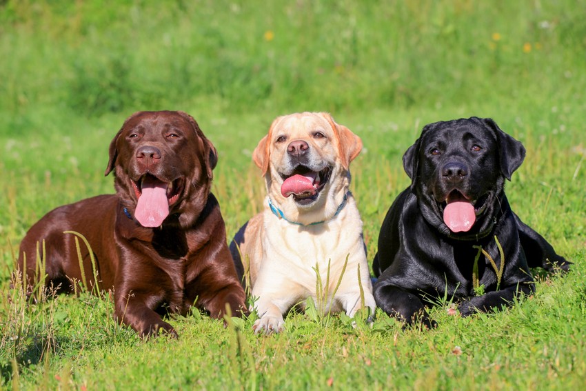 Three,Labrador,Retriever,Dogs,On,The,Grass,,Black,,Chocolate,And