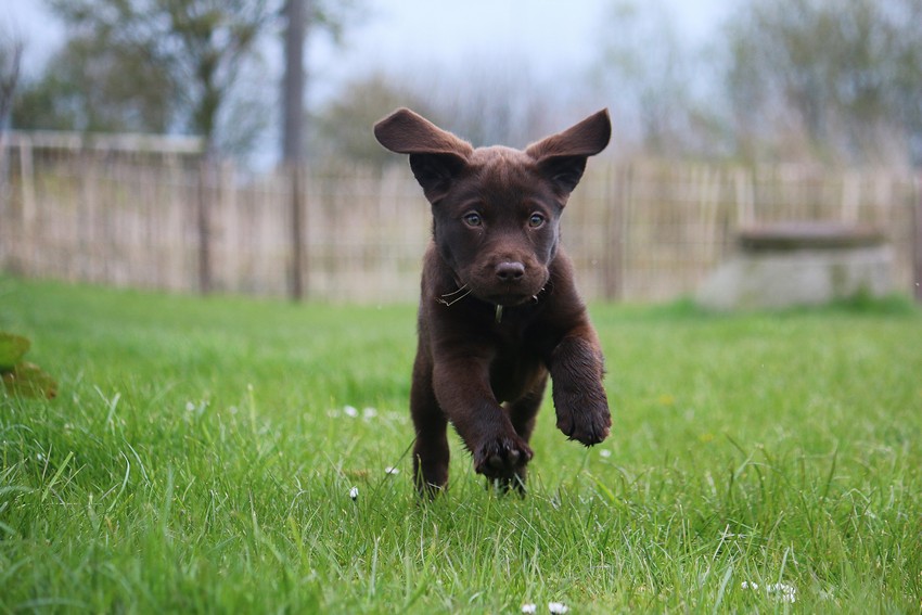 Little,Cute,Brown,Labrador,Puppy,Is,Running,In,The,Garden