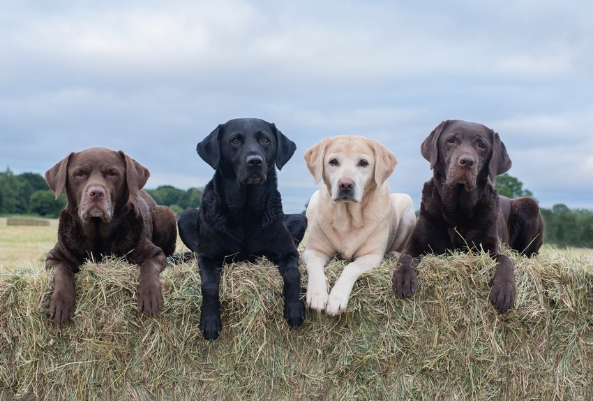 Four,Labradors,On,Hay