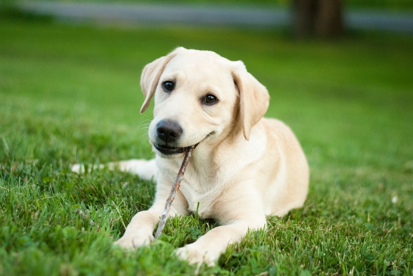 Yellow,Lab,Puppy,Chewing,Stick,Outdoors
