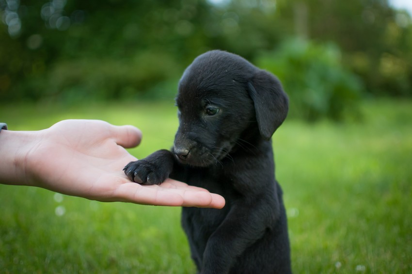 Black,Puppy,Of,Labrador,And,Hand,On,The,Green,Grass