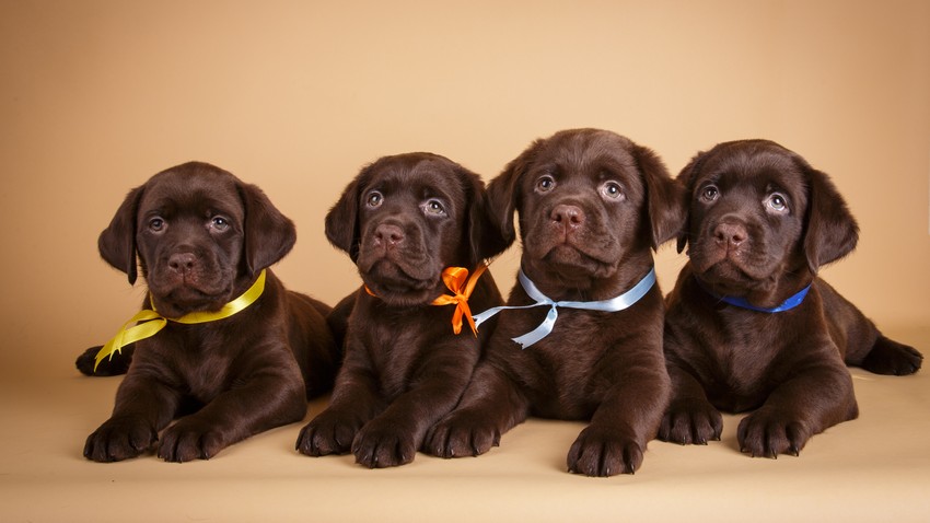 Litter,Of,Chocolate,Labrador,Retriever,Puppies,In,Ribbons,Lying,On