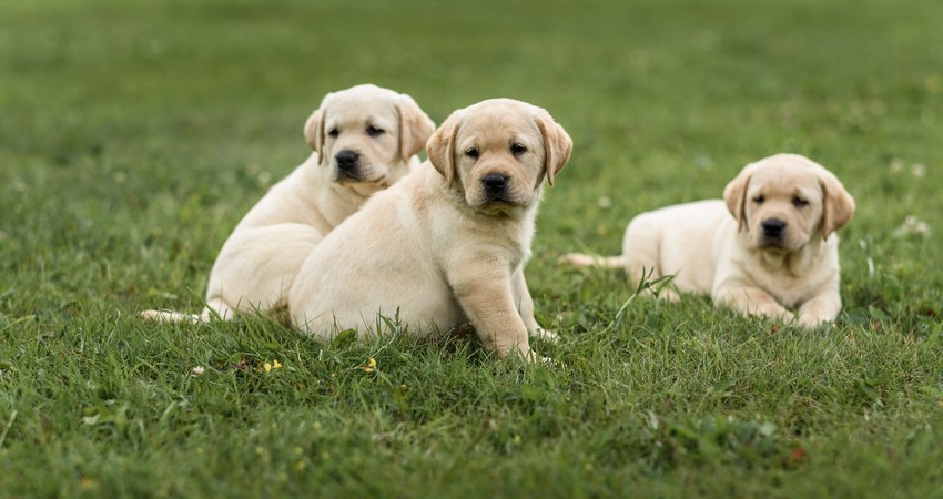 Three,Cute,Yellow,Labrador,Puppy,Resting,In,Green,Grass
