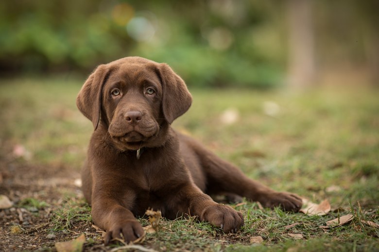 Chocolate lab pups fashion for