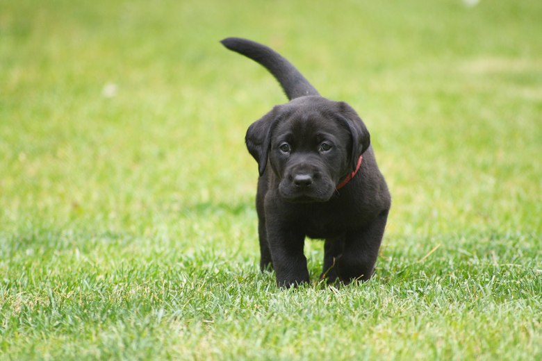 Lab-Puppies-For-Sale-Reno-NV