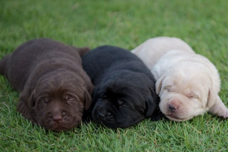 Lab-Puppies-For-Sale-Tahoe-NV