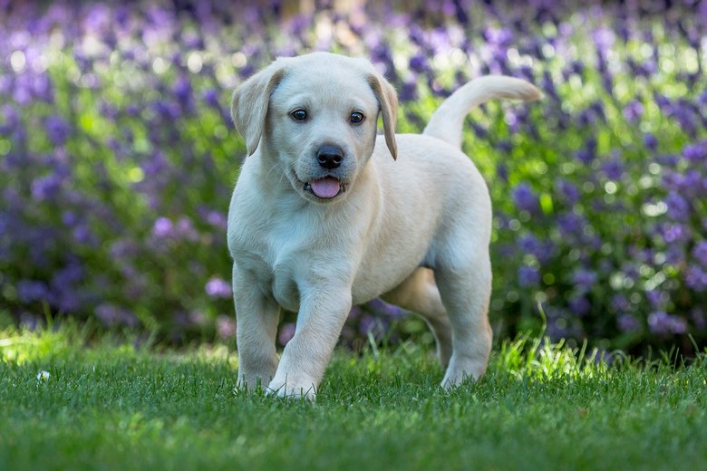 Lab-Puppy-Breeders-Las-Vegas-NV