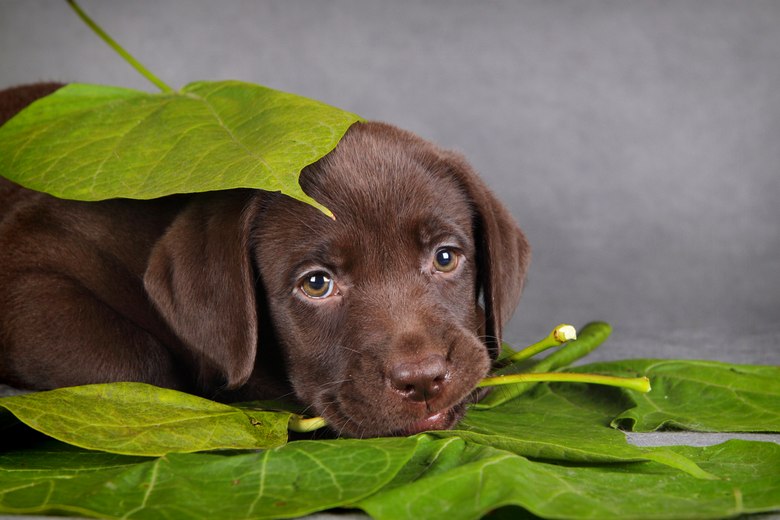 Lab-Puppy-For-Sale-Carson-City-NV