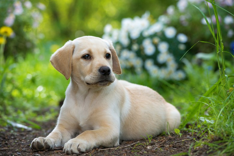 Lab-Puppy-For-Sale-San-Jose-CA