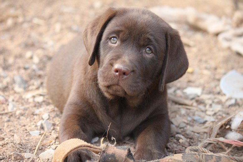 Lab-Puppy-For-Sale-Tahoe-NV