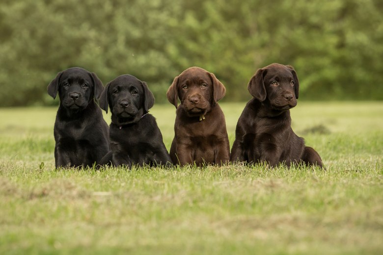 Labrador-Puppies-For-Sale-Sacramento-CA