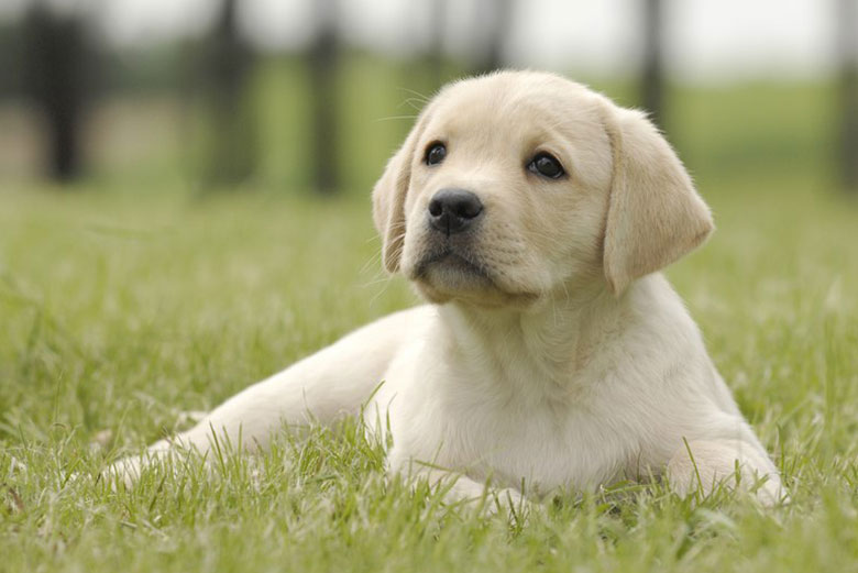 Labradors-For-Sale-Reno-NV