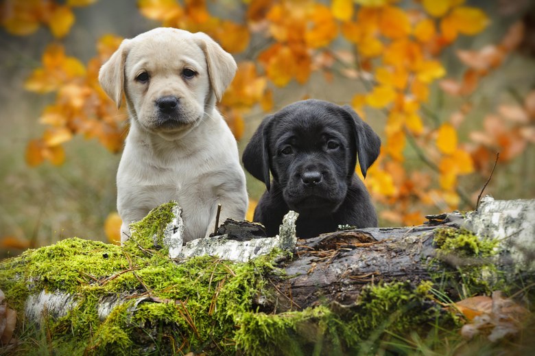 Labradors-For-Sale-Sacramento-CA