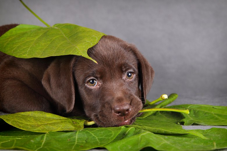 Labradors-Near-Me-Reno-NV