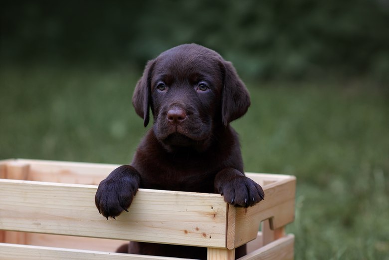 Labrador kennels near me best sale